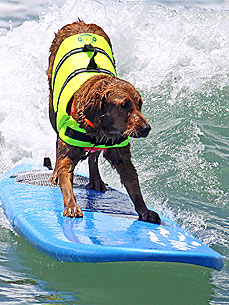 Ricochet the Surfing Dog Raises Thousands of Dollars for People in Need