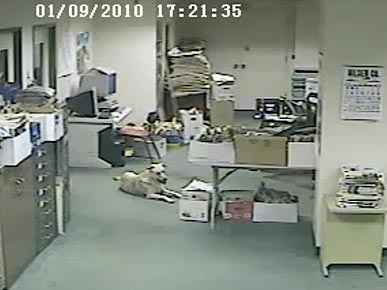 VIDEO: 3-Year-Old Lab Mix Senses California Earthquake