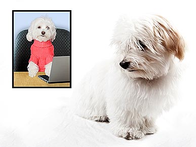 Ask Ethel: Frightened Havanese Pees Non-Stop