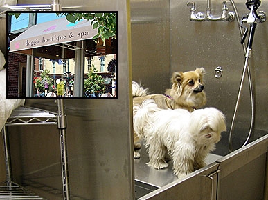 Treats to Try: Dog Savvy's Spa-Worthy At-Home Bath!
