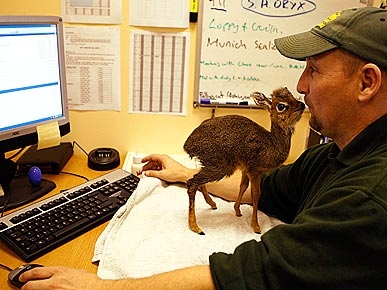 Abandoned Lil' Antelope Charms Staff at U.K. Zoo