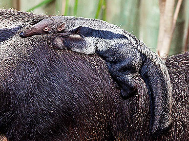PHOTO: Baby Anteater's 4-Month Piggyback Ride