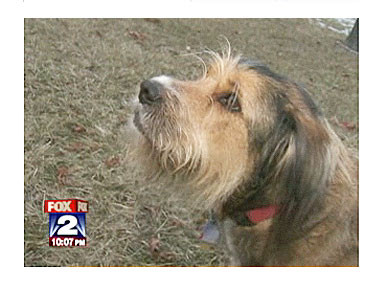 Man's Best Friend Saves Diabetic Owner's Life After Fall