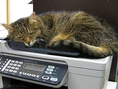 Adopt Me! Raja's an All-Star Office Assistant