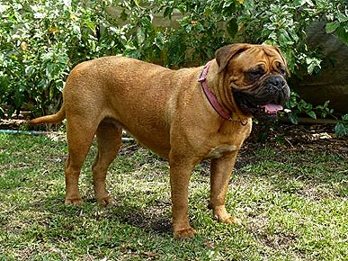Westminster Dog Succumbs to Cancer Days Before Show