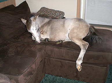 Montana Family to Mini Horse: Welcome to the Neighhh-borhood