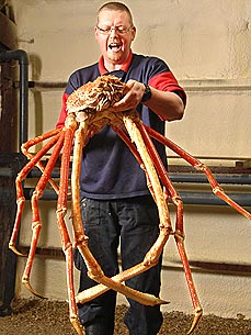 Largest Spider Crab