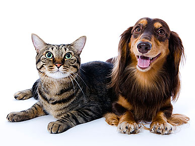 Celebrate Spay Day 2010!