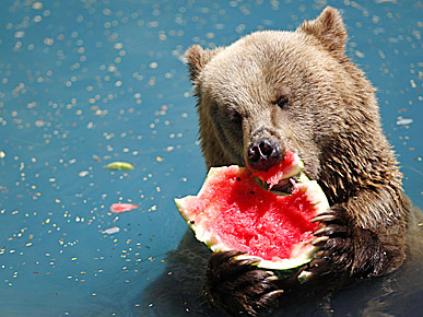 PHOTO: Brown Bear Meets a Pink Watermelon