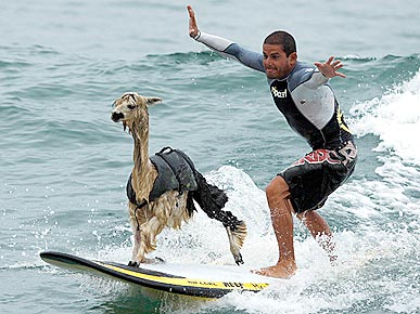 Thursday's Funny Video: Surf's Up, Alpaca!