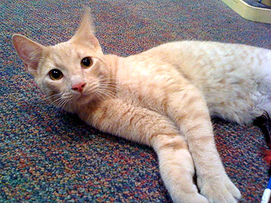 Adopt Me! Cuddly Kitten Harpo Is Last of His Litter