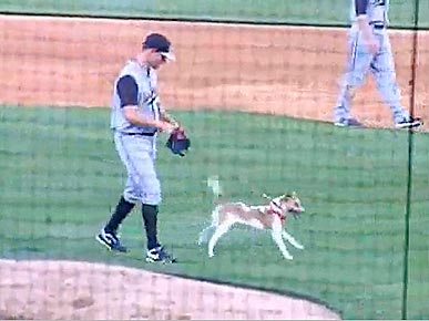 Wednesday's Funny Video: Dog Storms Baseball Field – and Poops!