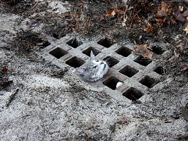 Mischievous Cat Gets Herself Stuck in a Storm Drain