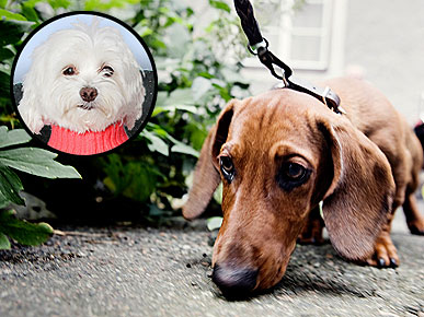 Ask Ethel: Can This Dog Learn to Pee on a Leash?