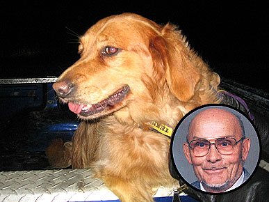 Golden Retriever Stayed By Deceased Owner's Side for Seven Days