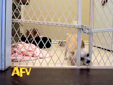 Wednesday's Funny Video: Chihuahua Gets Himself Out of a (Door) Jam