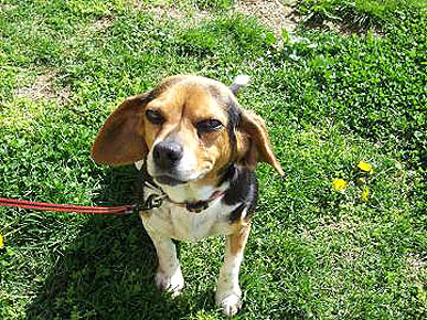 Adopt Me! Beagle Mix Butters Will Make Your Heart Melt