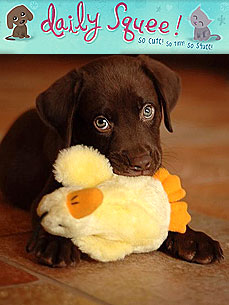 Photo Contest: Want to See Your Furbaby on Daily Squee?