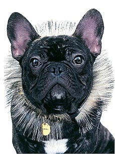 Marcel the French Bulldog Becomes New Face of Nars Cosmetics