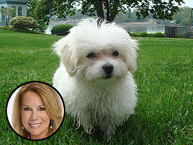 Kathie Lee Gifford's New Pup Is a 3-Lb. Tough Guy