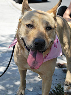 Adopt Me! Molly the Dog Is Giving Away Kisses