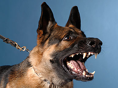 How to Avoid a Dog Bite: One Way? Don't Move