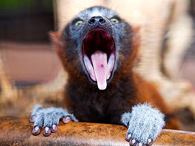 PHOTO: Newborn Lemur Is a Scream at Busch Gardens