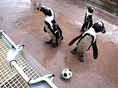 PHOTO: Soccer-Playing Penguins Score Big in Japan