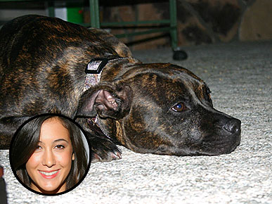 Dog that Bit Vanessa Carlton Is Spared Euthanasia, for Now
