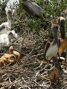 The Gulf Oil Spill's Helpless Victims: Wildlife