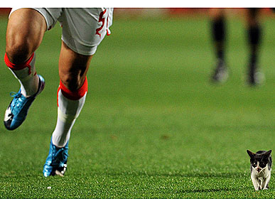 The Water Bowl: Kitten Wants to Go to the World Cup! Plus, Pigeon Suspected of Spying