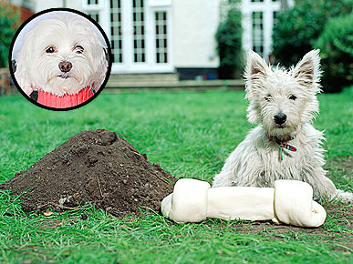 Ask Ethel: Why Does My Dog Eat Like a Squirrel?
