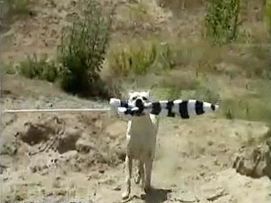 Thursday's Funny Video: Doggie Beach Party!