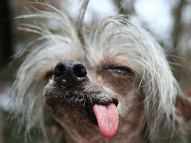 Former World's Ugliest Dog Miss Ellie Dies at 17