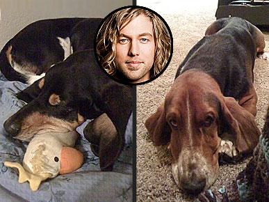 Casey James Embarks on 'Idol' Tour Armed with Dog Photos