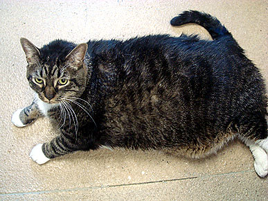 The Water Bowl: 30-lb Stray Cat Arrives at N.Y. Shelter; Plus: Crocodiles Love to Surf!