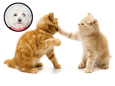 Ask Ethel: Help! My Cat Is a Bully
