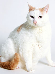 Prince Chunk, the Famously Fat Cat, Gives a Lift to Needy Pet Owners