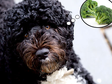 Bo Likes Broccoli – What Greens Do Your Pets Love?