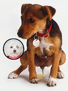 Ask Ethel: Is My Dog Peeing Out of Spite?