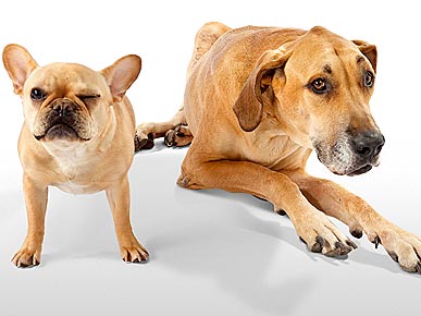 'Small Dog, Big Dog:' Canine Odd Couples Get Their Own Book