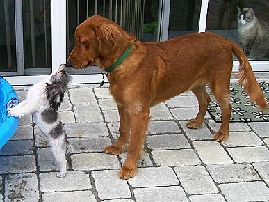 Caption Contest: Voyeur Cat Spies on Lovebird Dogs