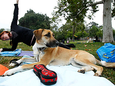 Wednesday's Funny Video: Dog Shows Car Who's Boss