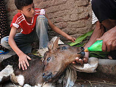 The Water Bowl: 'Miracle' Two-Headed Calf Expected to Survive! Plus, Elle Macpherson's Rhino Beauty Treatment