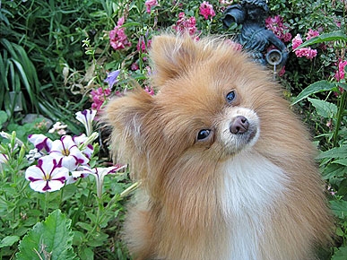 Teddy the Pomeranian Puppy Escapes Clutches of Coyote
