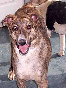 Adopt Me! Emily the Dog Gives the 'Best Kisses'