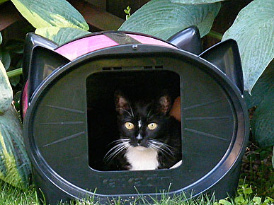 REVIEW: KatKabin Gives Kitties Shelter from Storms