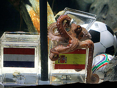 Paul the 'Psychic' Octopus Predicts Spain to Win World Cup