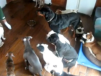 Monday's Funny Video: How to Feed a Pack of Dogs