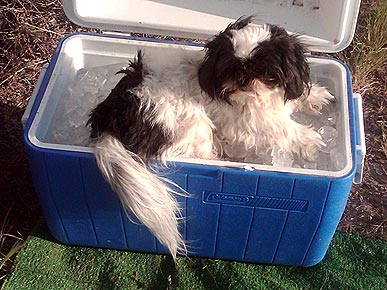 Caption Contest: Oakley the Dog Cools Down with Ice